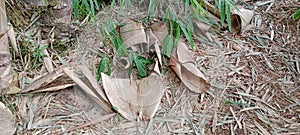 dry bamboo sheaths scattered under the bamboo trees photo