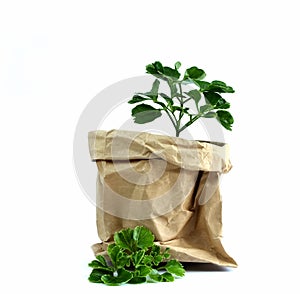 Plant tree in paper pot, Green environment concept.