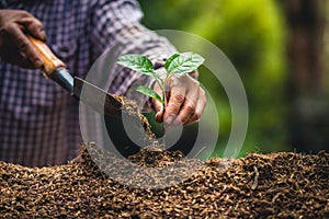 Plant a tree Passion fruit Strong seedlings,Planting young tree by old hand on soil as care and save wold concept