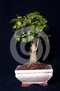 Plant tree in pot, bonsai