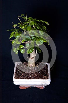 Plant tree in pot, bonsai