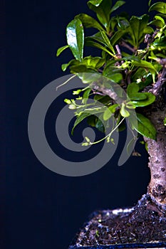 Plant tree in pot, bonsai