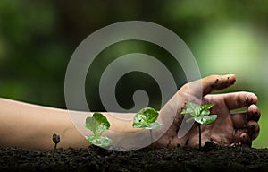 Plant a tree,Protect the tree,Hand Help the tree,Growing step,Watering a tree,care tree,nature background