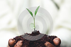 Plant a tree The soil and seedlings in the grandmother`s hand