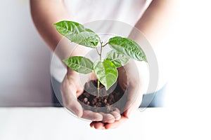 Plant a tree The soil and seedlings in the grandmother`s hand