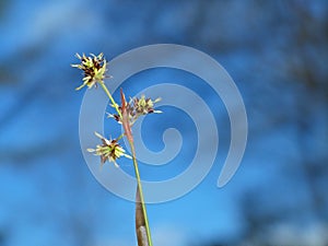 Plant on a Treed Sky Background