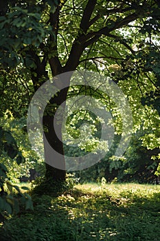 A plant with a trunk and lots of leaves in a natural landscape