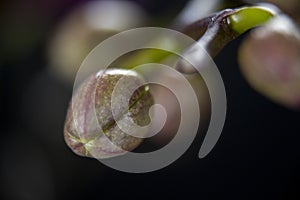 Plant twig with flower buds Macro shot