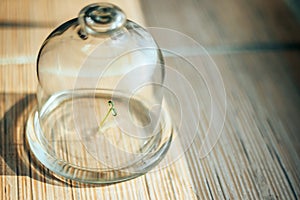Plant under glass jar