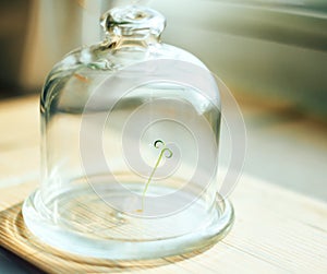 Plant under glass jar