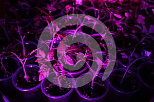 Plant under ultraviolet light, young tomato seedlings under a pink lamp. Seedling