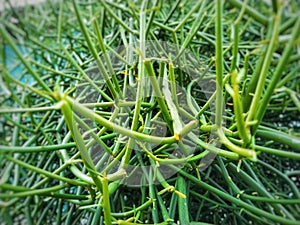 This plant is unique because it appears to have no leaves, beautifull nature