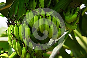 Plant with unripe bananas