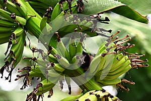 Plant with unripe bananas photo