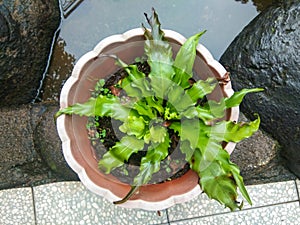 Plant in the vas or pot