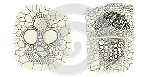 Plant vascular bundle comparison on monocot left and dicot right