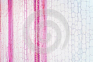 Plant vascular tissue under the microscope view
