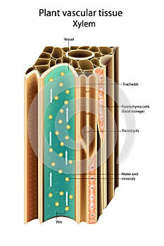 Plant vascular tissue Xylem. Cross section showing vascular bundles. Translocation vascular plants