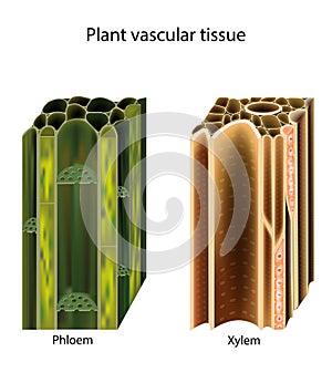 Plant vascular tissue. Xylem and phloem. Cross section showing vascular bundles. Translocation photo