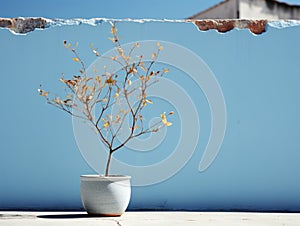 a plant in a vase on a wall with a blue wall behind it