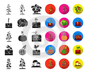 Plant, vegetable black,flat icons in set collection for design. Garden and harvest vector symbol stock web illustration.