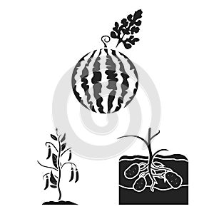 Plant, vegetable black icons in set collection for design. Garden and harvest vector symbol stock web illustration.