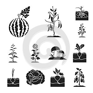 Plant, vegetable black icons in set collection for design. Garden and harvest vector symbol stock web illustration.