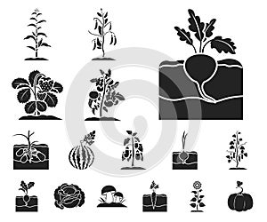 Plant, vegetable black icons in set collection for design. Garden and harvest vector symbol stock web illustration.