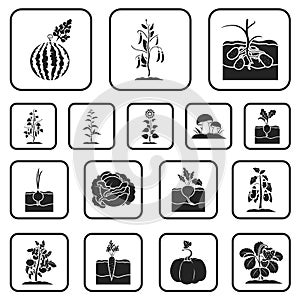 Plant, vegetable black icons in set collection for design. Garden and harvest vector symbol stock web illustration.