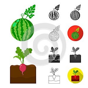 Plant, vegetable cartoon,black,flat,monochrome,outline icons in set collection for design. Garden and harvest vector