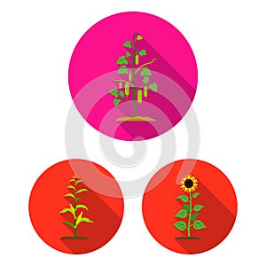 Plant, vegetable flat icons in set collection for design. Garden and harvest vector symbol stock web illustration.