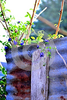 Plant Vegetable Garden/Vegetable on wall/zinc wall
