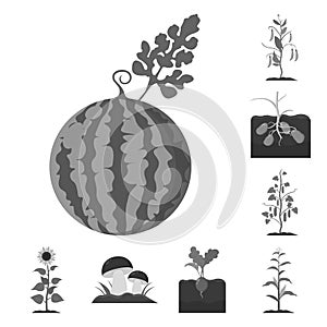 Plant, vegetable monochrome icons in set collection for design. Garden and harvest vector symbol stock web illustration.