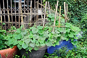 A plant vegetables in pots with a green leaf was growing on front old steel door of the abandoned house