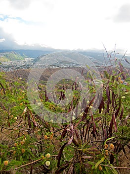 Plant Vegetation on Diamond Head Crater in Honolulu Hawaii