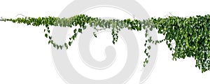 Plant vine green ivy leaves tropic hanging, climbing isolated on white background. Clipping path