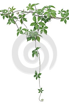 Plant vine green ivy leaves tropic hanging, climbing isolated on white background. Clipping path