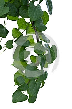 Plant vine green ivy leaves tropic hanging, climbing isolated on white background. Clipping path