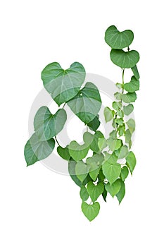 Plant vine green ivy leaves tropic hanging, climbing isolated on white background. Clipping path