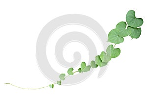 Plant vine green ivy leaves tropic hanging, climbing isolated on white background. Clipping path