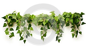 Plant vine green ivy leaves tropic hanging, climbing isolated on white background. Clipping path