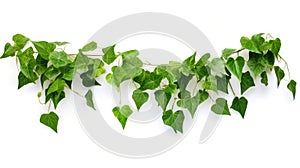 Plant vine green ivy leaves tropic hanging, climbing isolated on white background. Clipping path