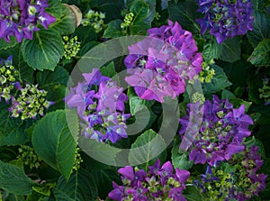 Plant with violet flowers and green leaves photo