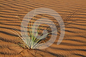 Plant in the Wahiba Sands desert in Oman photo