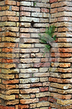 Plant in the Wall
