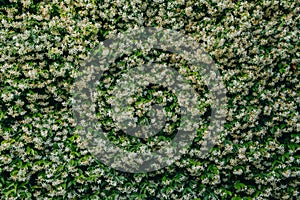 Plant wall with flowers, background and texture