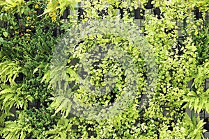 Plant wall, green leaf background