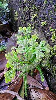 Plant on the wall in kerala during rainy season