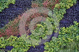 Plant wall with lush green and blue colors. Nice background texture.