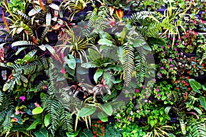 Plant wall with lush green colors, variety plant forest garden on walls orchids various fern leaves jungle palm and flower